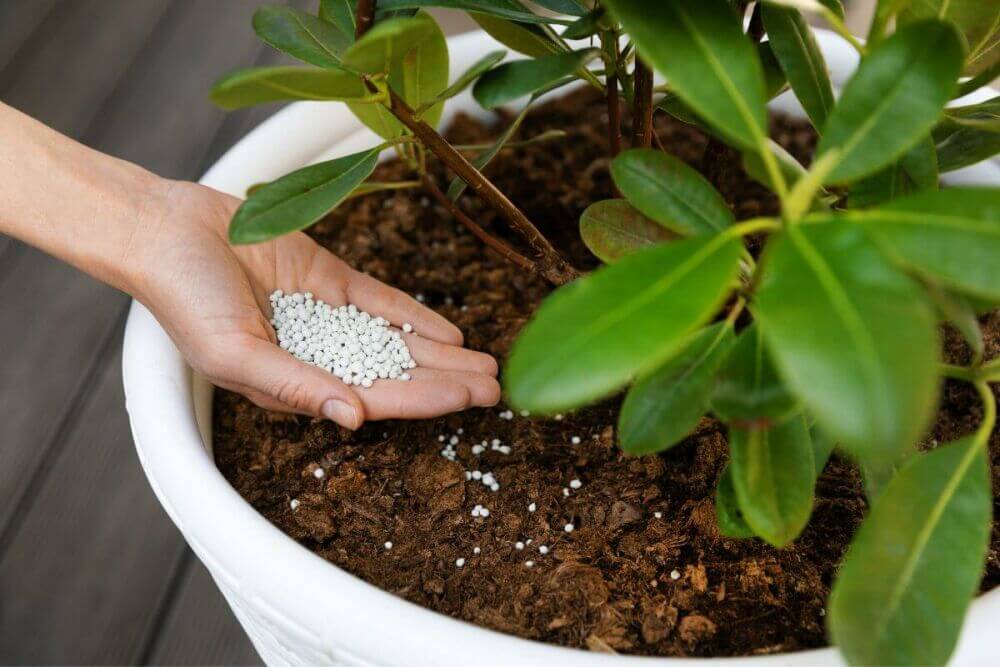 Het verzorgen van haagplanten in pot