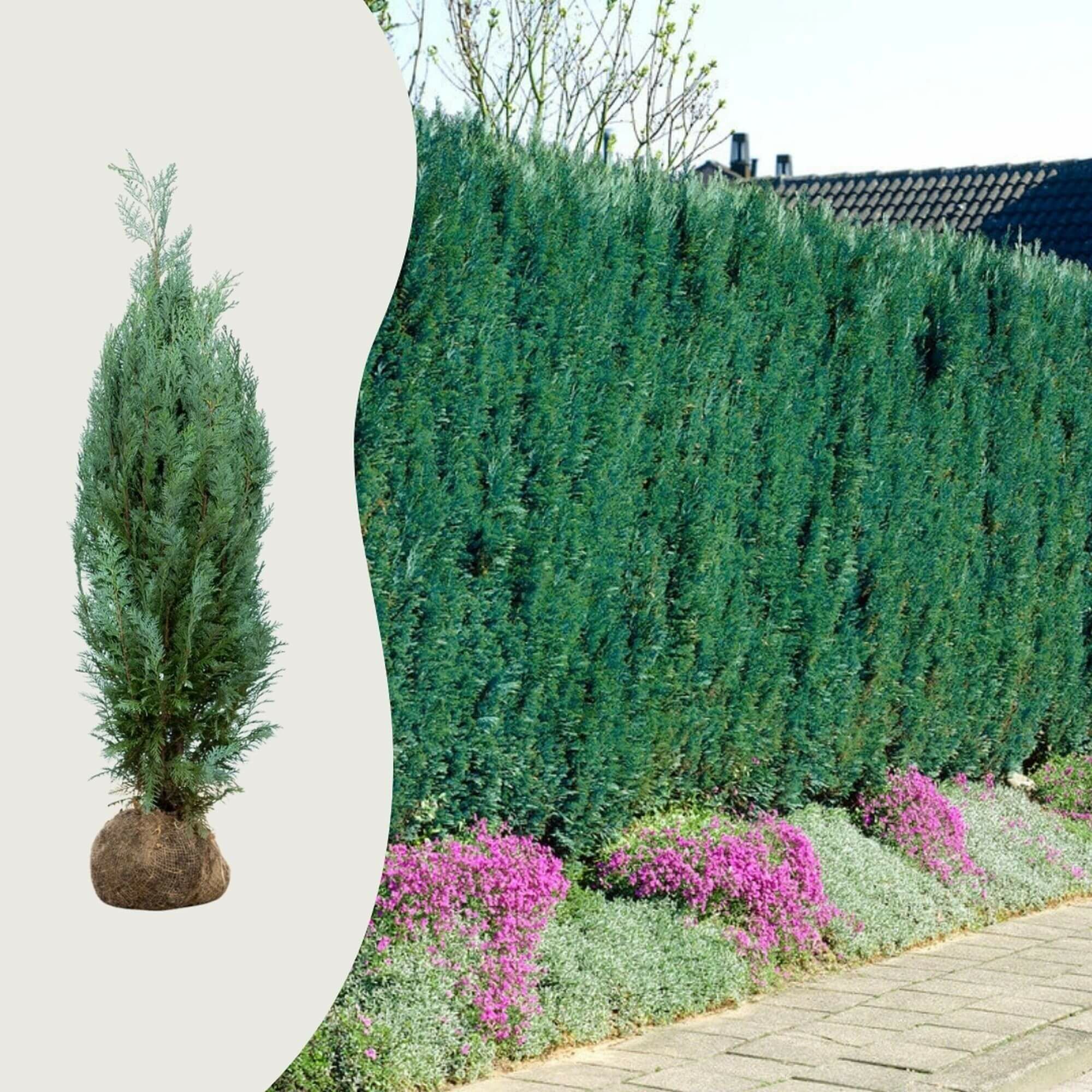 Waarom wordt mijn cipres geel?