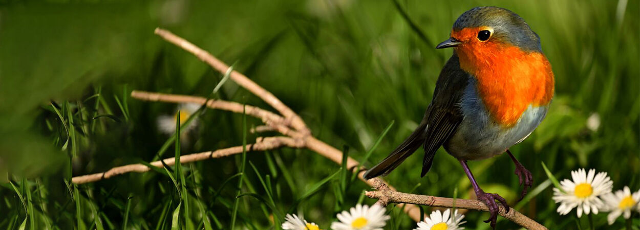 Maak van je tuin een vogelparadijs