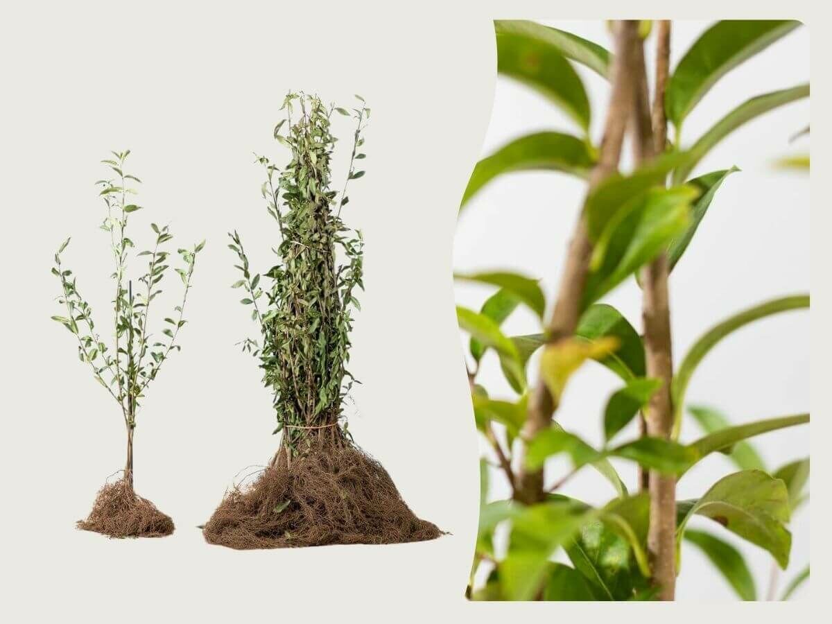 Wortelgoed planten: wat zijn de voordelen en hoe pak je het aan?  image