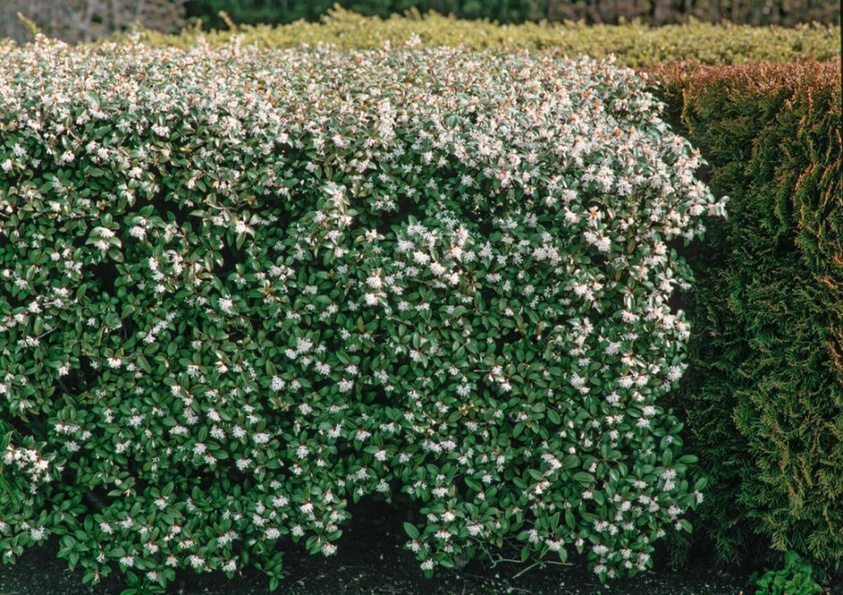 Osmanthus Burkwoodii: een aanwinst voor jouw tuin