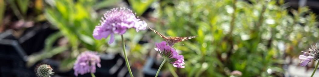 Top 7 Planten voor Bijen en Vlinders image