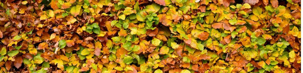 Wat is de beste tijd om je haag te planten? image