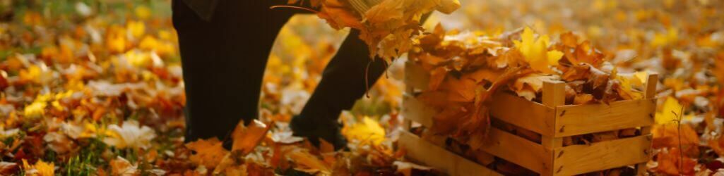 Zo gebruik je herfstblad slim als natuurlijke bescherming voor je tuin image