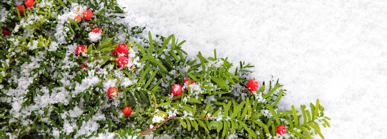 Haagplanten als kerstboom