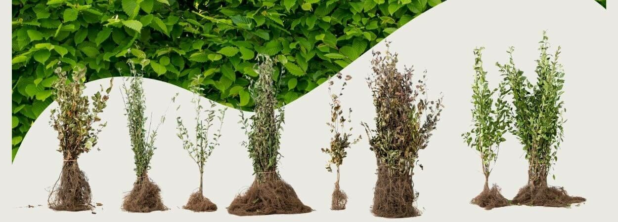 Wortelgoed planten: wat zijn de voordelen en hoe pak je het aan? 