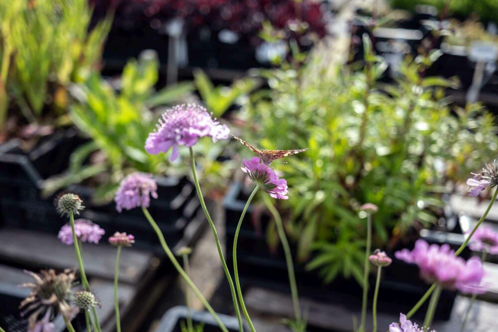 Top 7 Planten voor Bijen en Vlinders