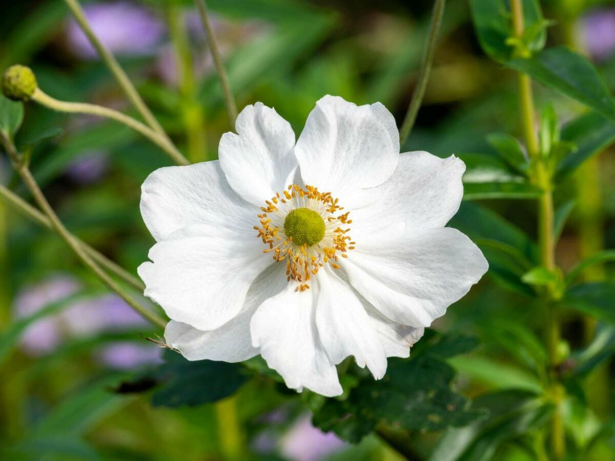 Top 5 Laatbloeiers voor een Kleurrijke Tuin tot in de Herfst image