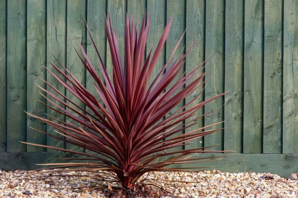 Maak van je tuin een tropisch paradijs