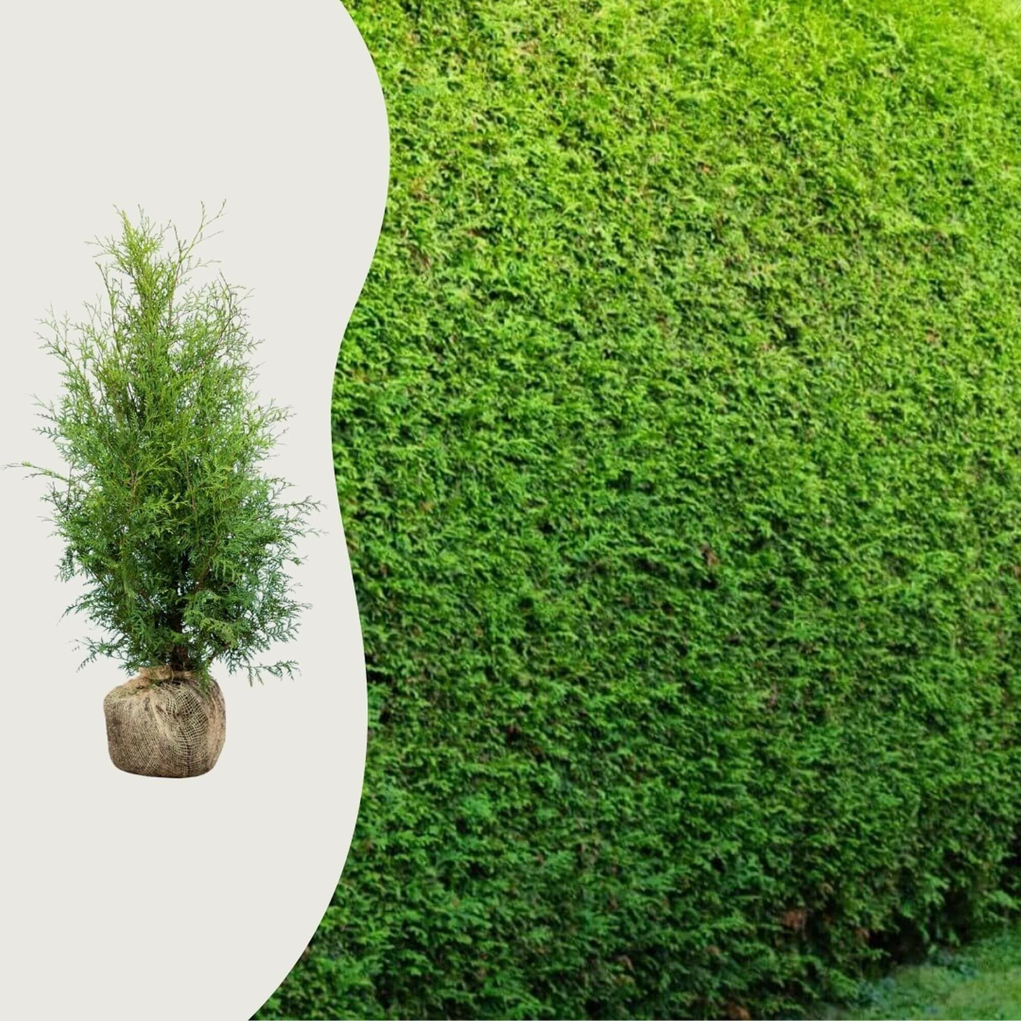Hoeveel kost een thuja-plant?