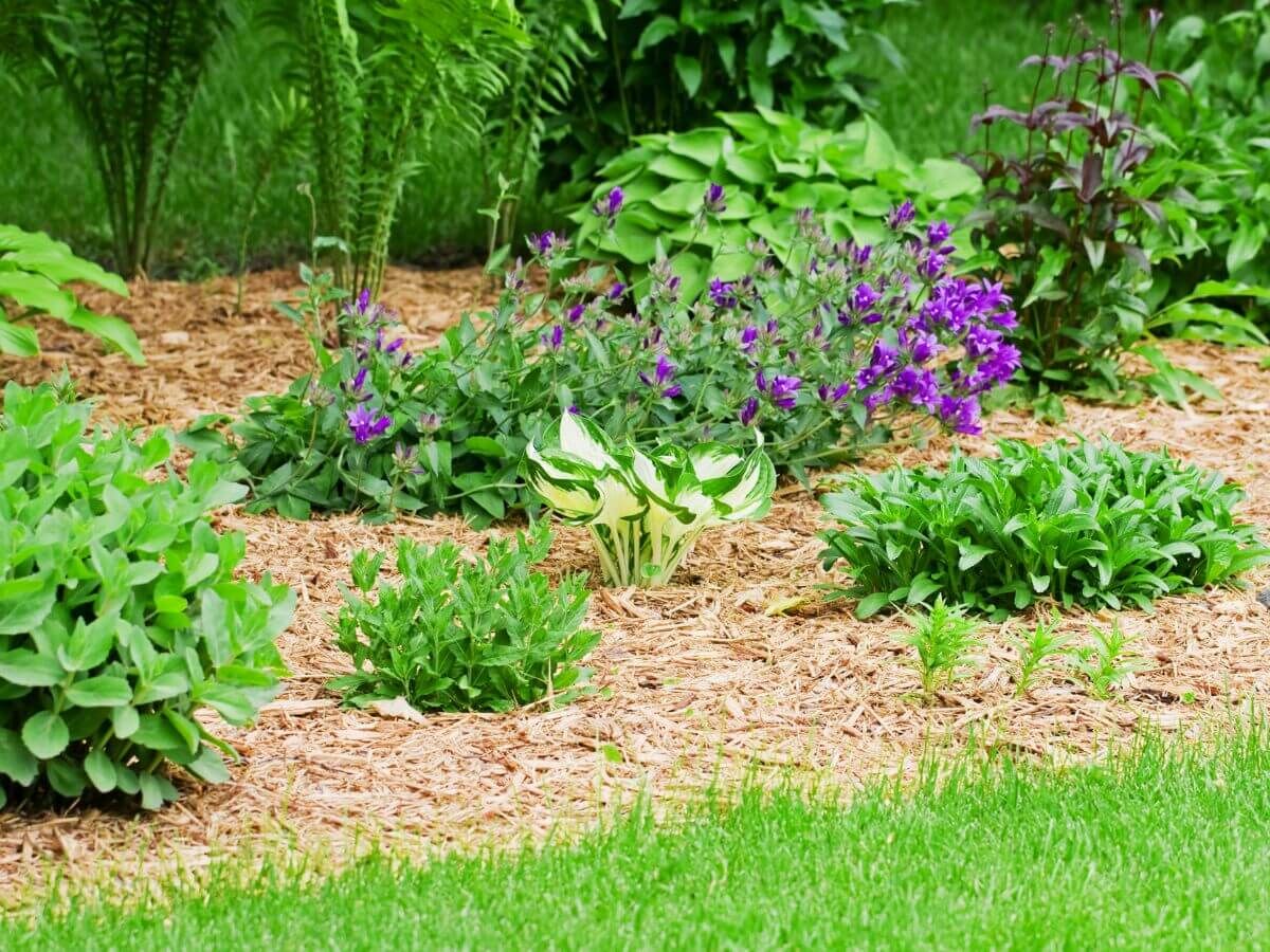 Zo bescherm je je tuinplanten tegen vorst zonder plastic of fleece image