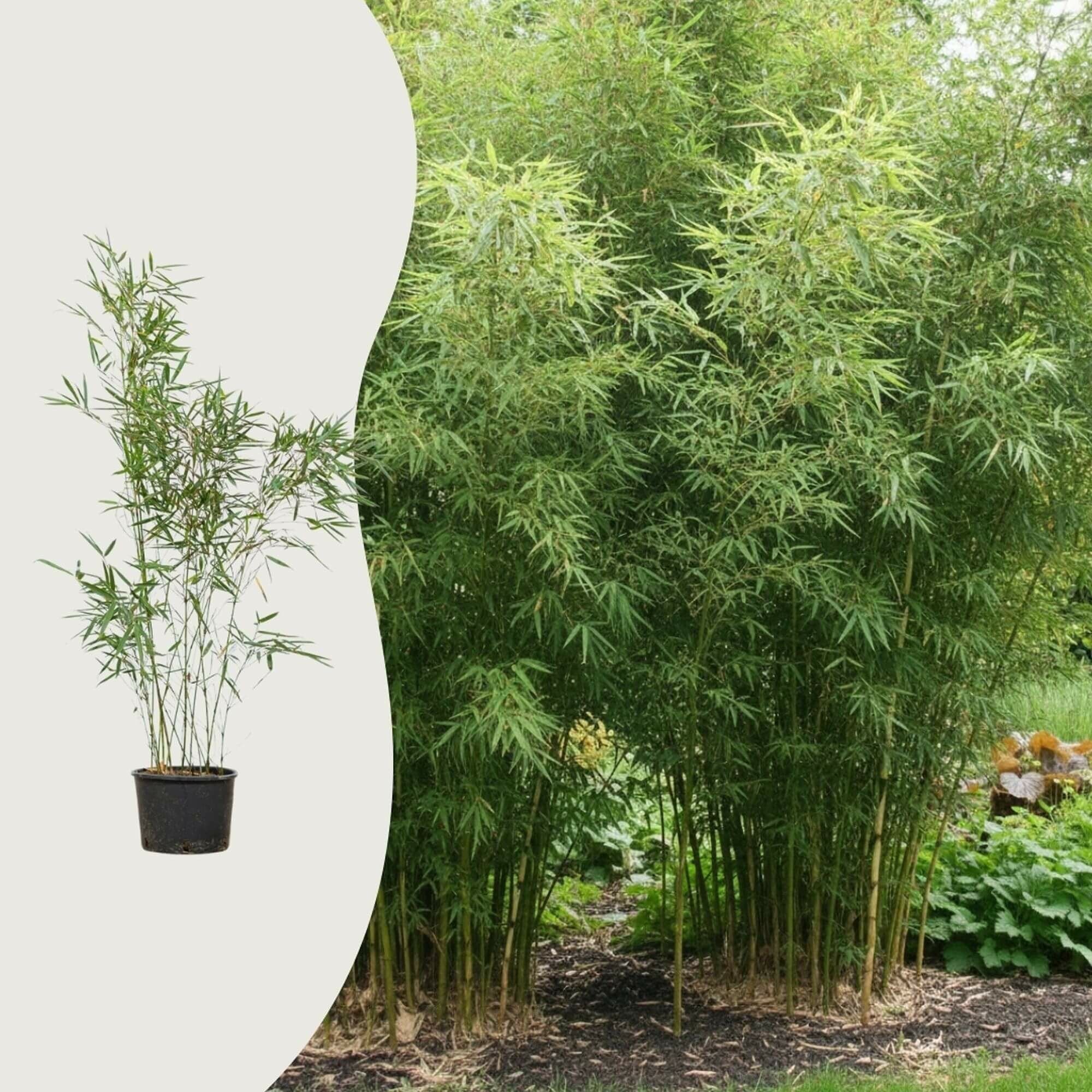 Is bamboe sterker dan hout?