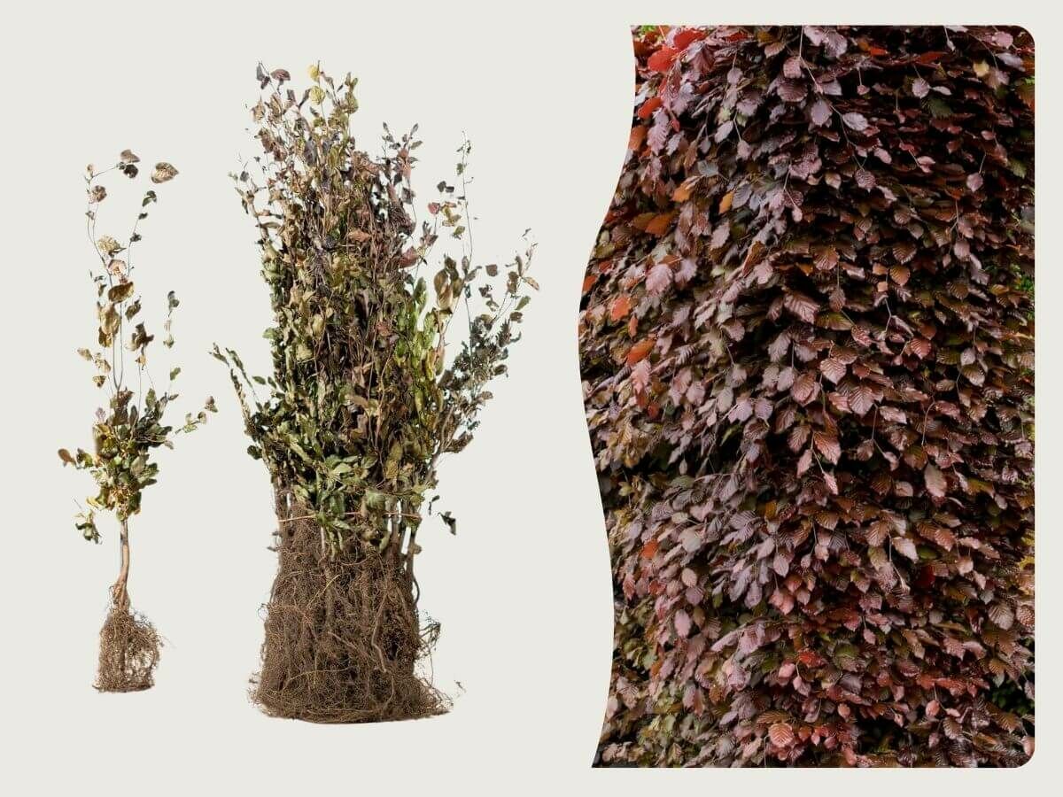 Wortelgoed planten: wat zijn de voordelen en hoe pak je het aan?  image