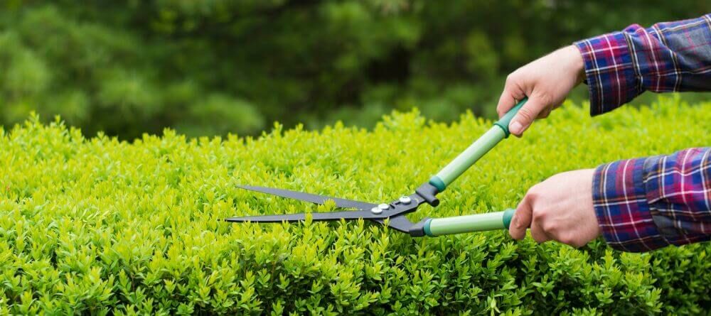 Haagplanten snoeien: waar moet je op letten?