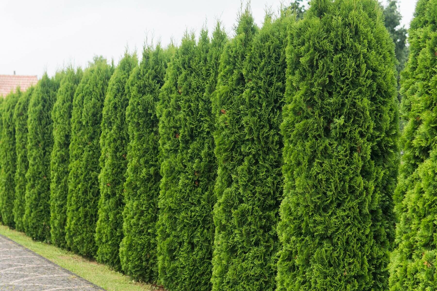Hoe groot kan thuja in een pot groeien?
