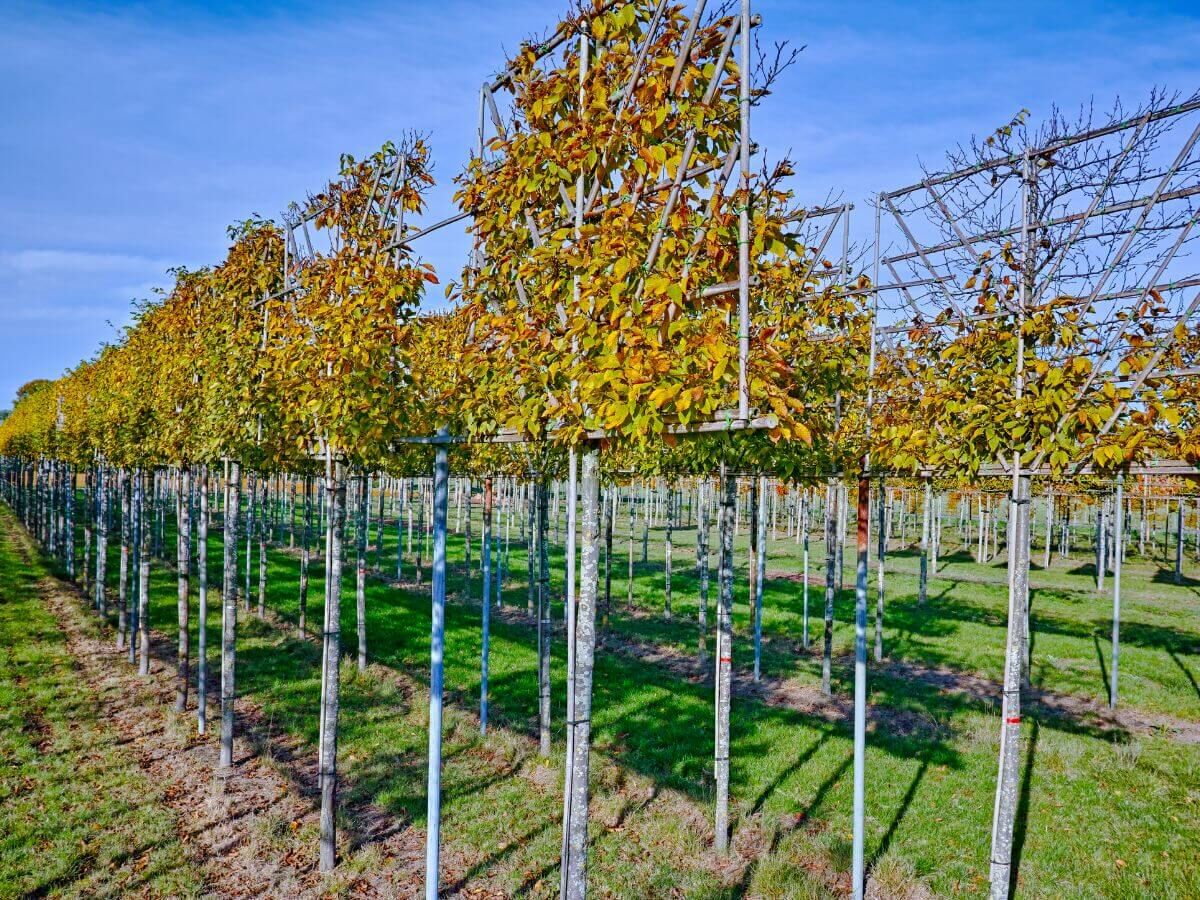 Leiboom planten