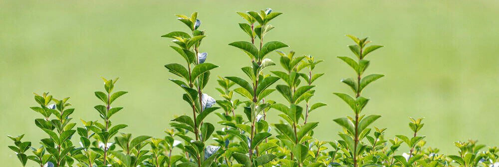 Haagplanten die bloeien: een prachtig gezicht