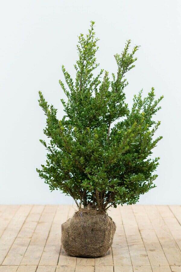 Ilex crenata 'Dark Green'