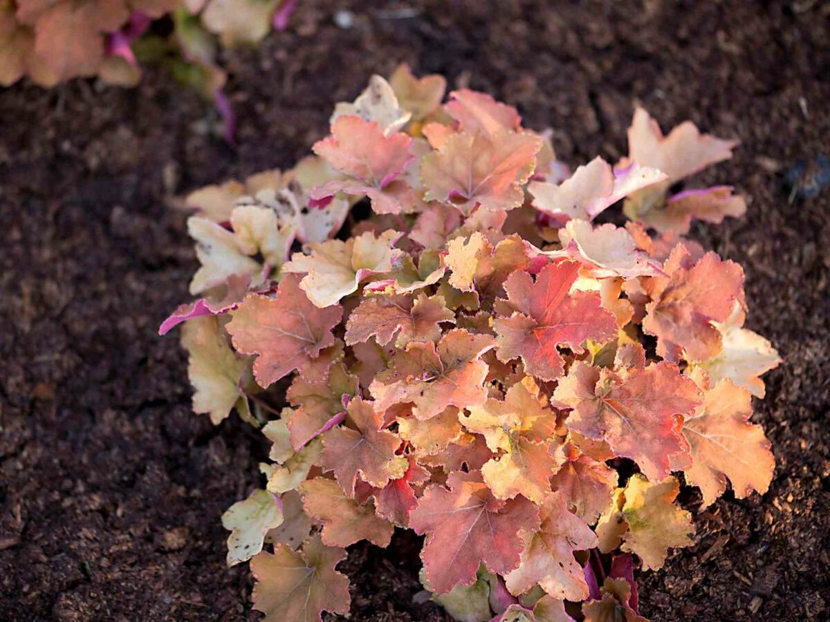 Onderhoudsarme planten die je nu kunt planten image