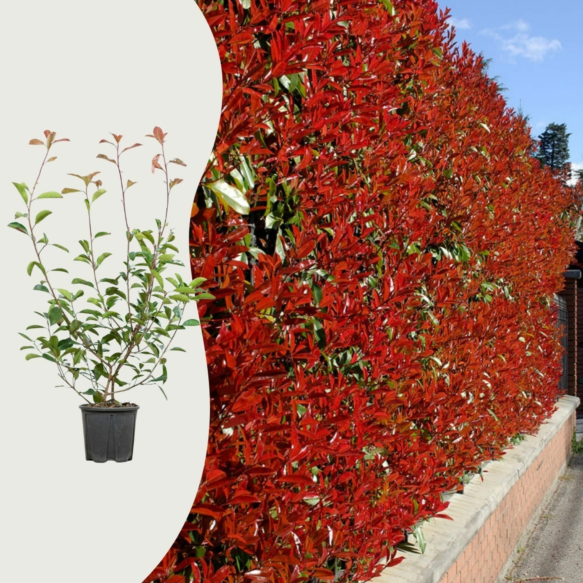 Kan Photinia tegen natte grond?