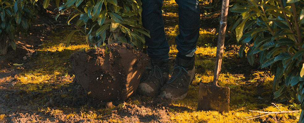 TIPS - Hoe vaak en hoeveel water geef je nieuwe planten?