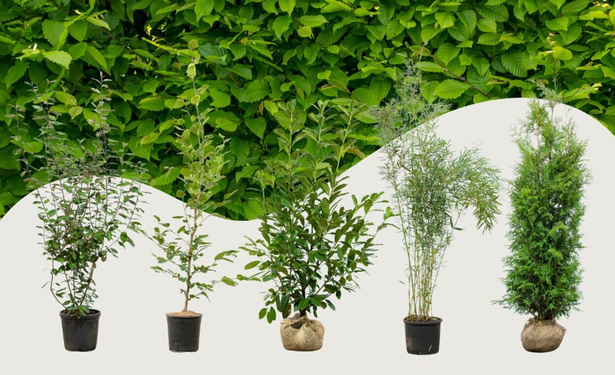 Top 10 haagplanten