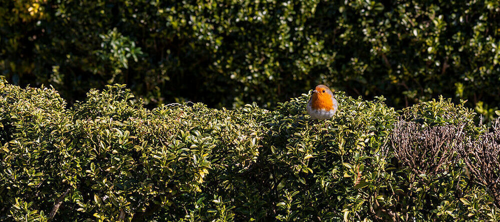 Een haag vol leven: vogelvriendelijke hagen in eigen tuin