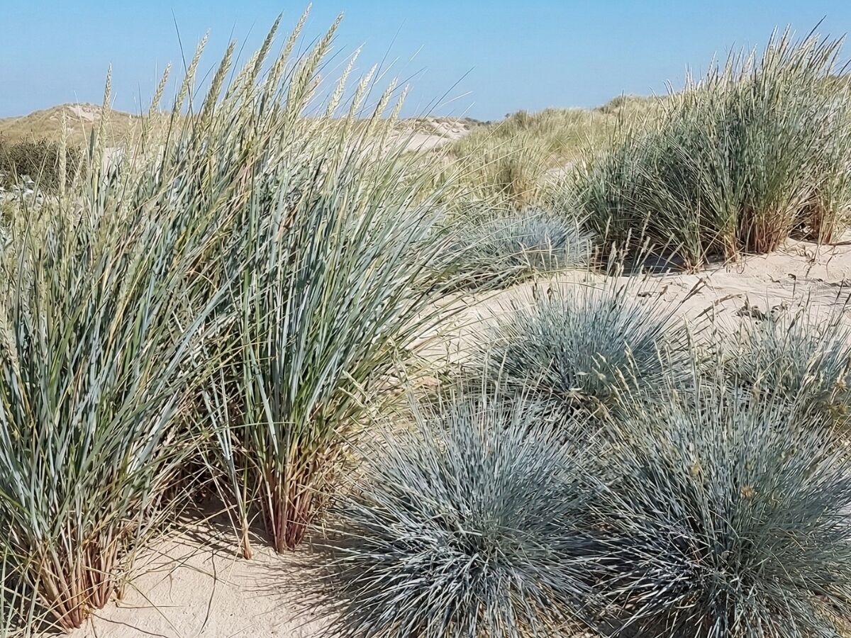 Zo richt u een maritieme tuin in image