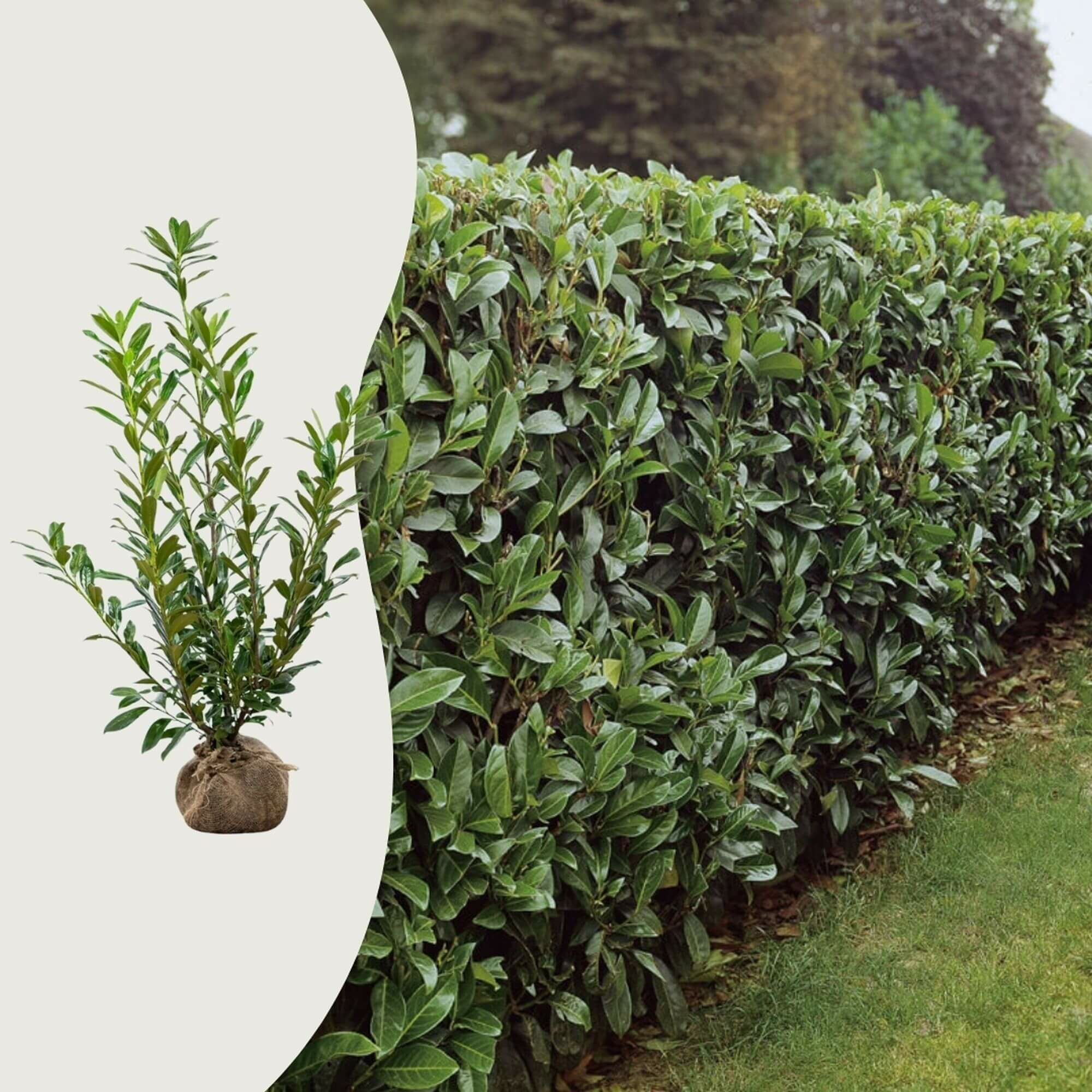 Hoe ver kun je laurierkersen van het hek planten?