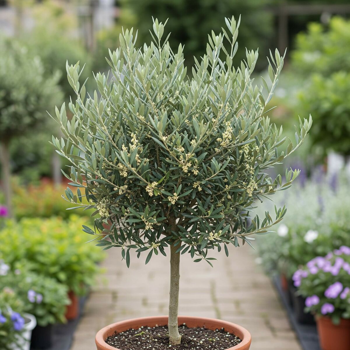 Creëer je eigen Toscaanse tuin: Planten en tips voor een mediterrane sfeer image