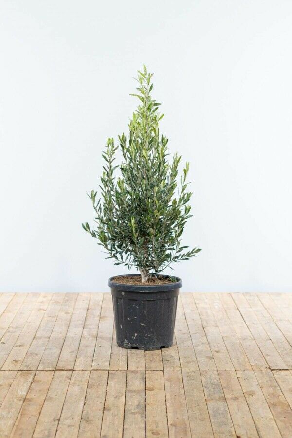 5x originele Vaderdag cadeaus voor vaders met groene vingers image