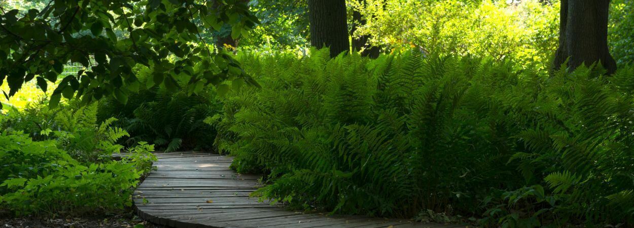 Schaduwrijke tuin opvrolijken