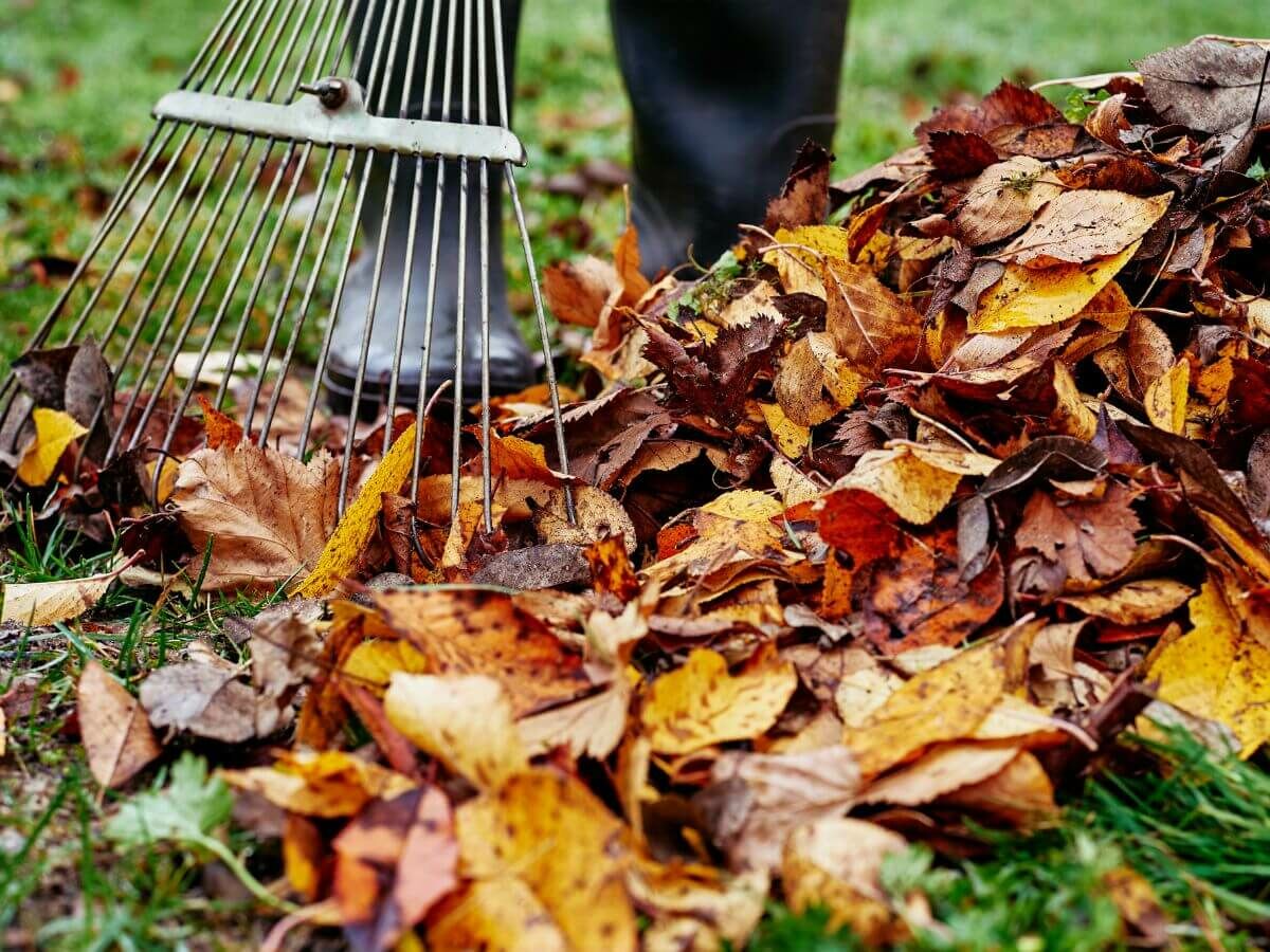 Zo gebruik je herfstblad slim als natuurlijke bescherming voor je tuin image