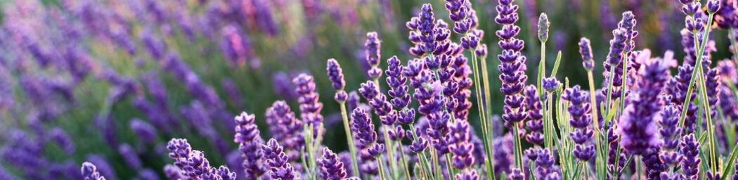 Onderhoudsarme planten die je nu kunt planten image