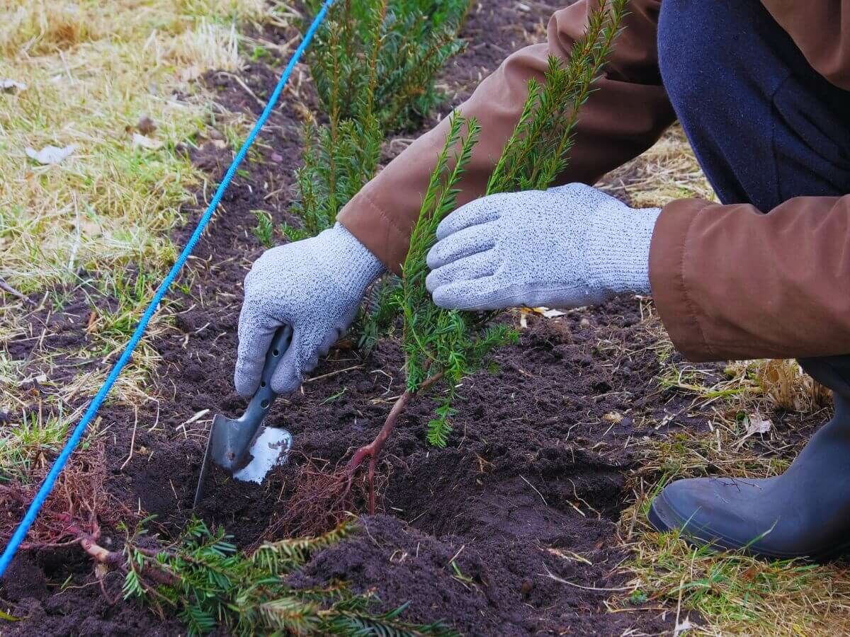 Wat is de beste tijd om je haag te planten? image