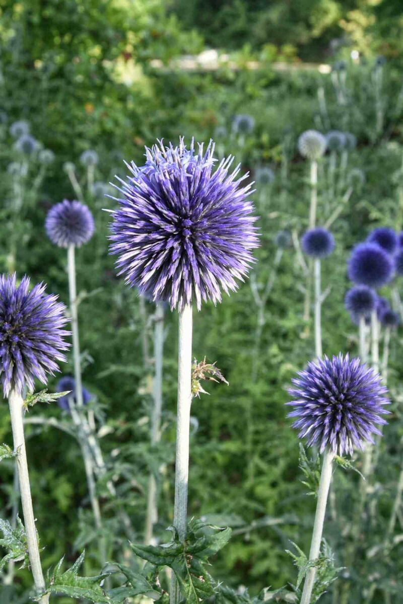 Top 7 Droogtebestendige Planten in augustus image