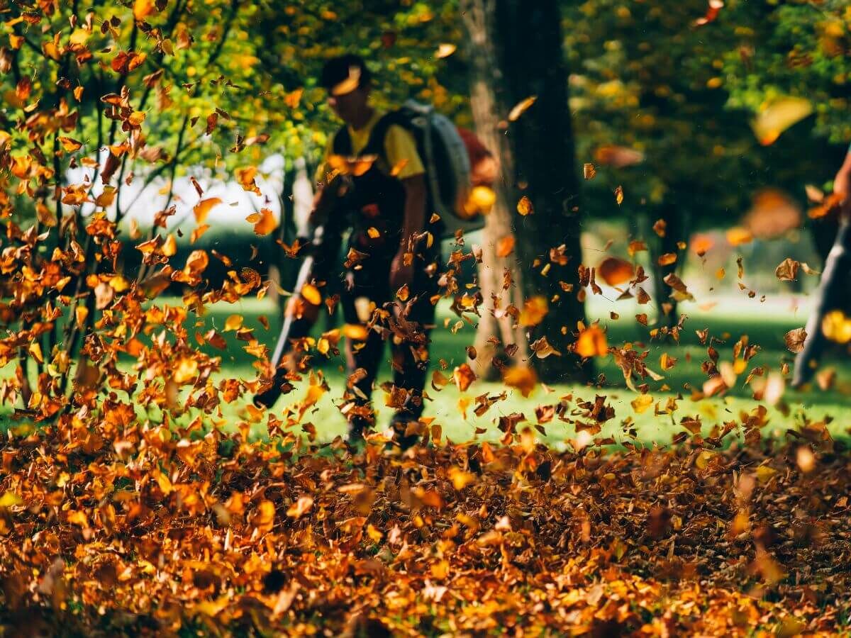 Zo gebruik je herfstblad slim als natuurlijke bescherming voor je tuin image
