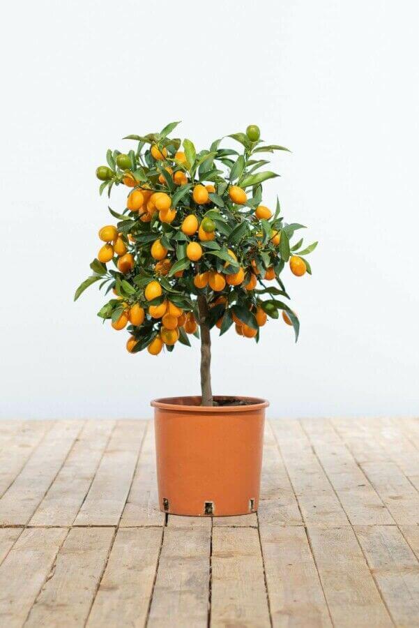 Citrus fortunella 'Kumquat'