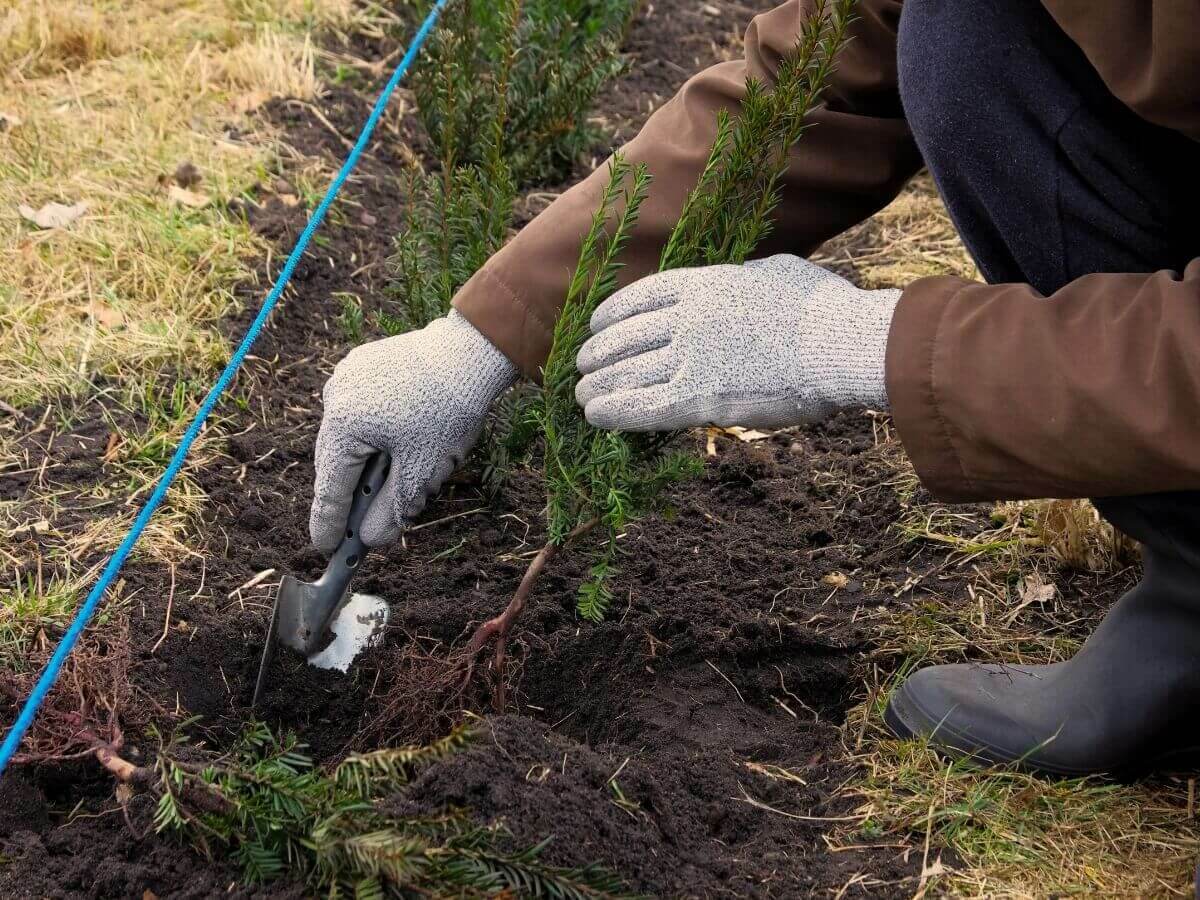 Stappenplan aanplanten van haagplanten