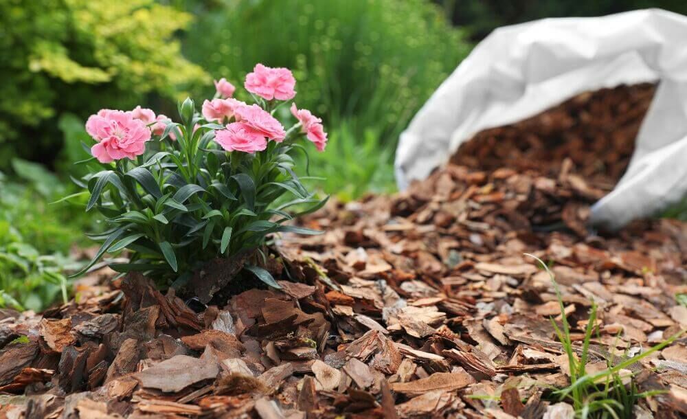 Zo bescherm je je tuinplanten tegen vorst zonder plastic of fleece