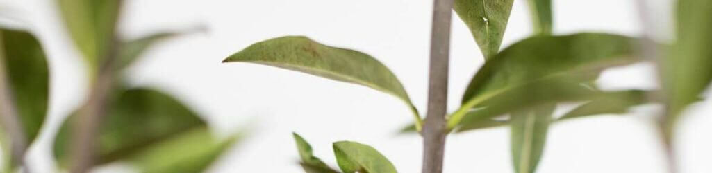 Wortelgoed planten: wat zijn de voordelen en hoe pak je het aan?  image