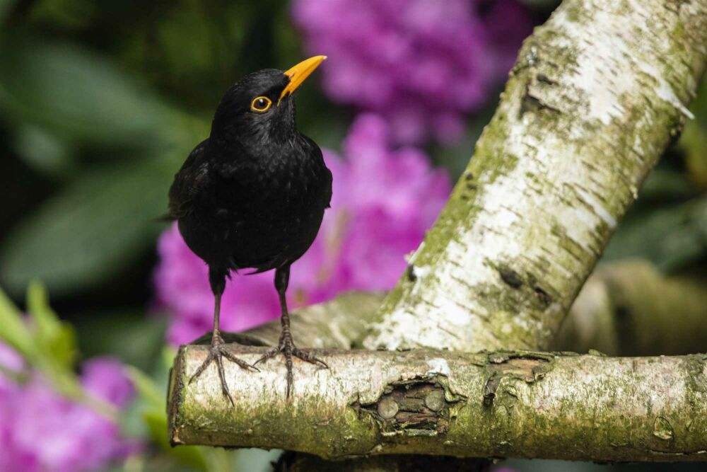 De beste planten en hagen om tuinvogels aan te trekken
