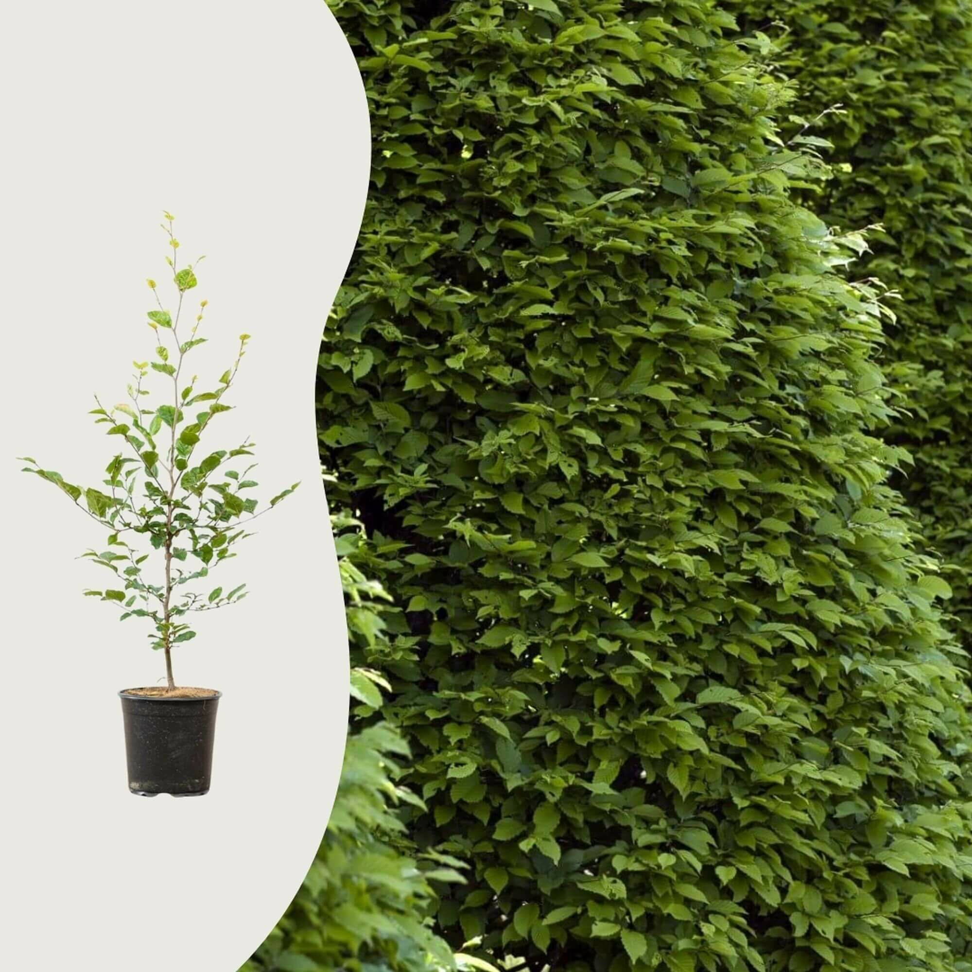 Hoe plant ik een beukenhaag?