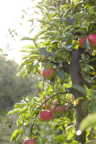 Fruitbomen Fruitbomen