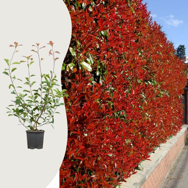Photinia