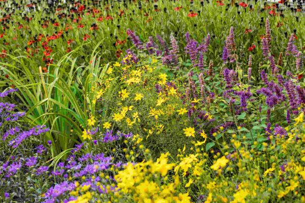 Tuinplanten