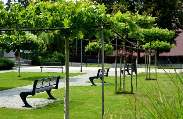 Dakbomen / Parasolbomen