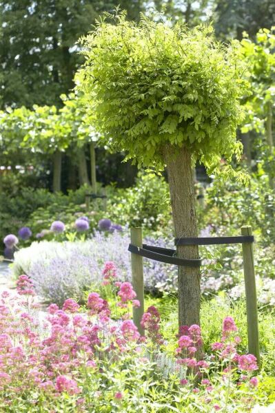 Geknotte bomen Geknotte bomen