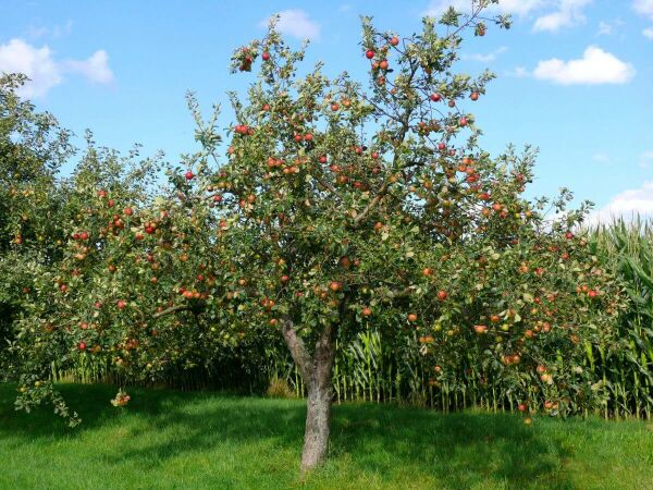 Halfstam bomen Halfstam bomen