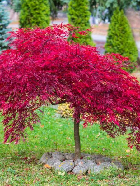 Laagstam bomen Laagstam bomen